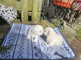 2 puppies Bichons maltese