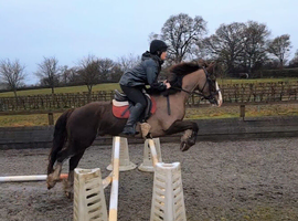 Smart, athletic welsh d 5 yr old