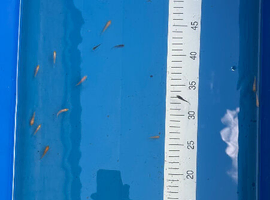 50 (ish) Koi Fry 6-8 weeks old old 1&rdquo; (Approx)