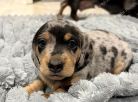 Last Male Miniature Dachshund puppy