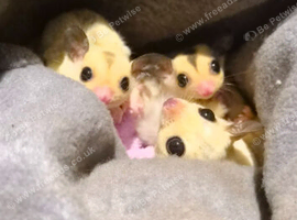 Sugar Glider Joey