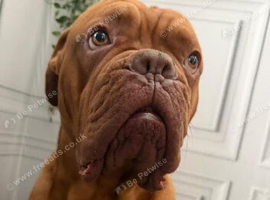 2 Year Old DogueDeBordeaux