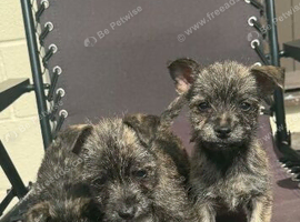 West Highland White cross west highland White x Chihuahua
