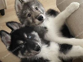 Gorgeous Kc Registered Siberian Husky Pups