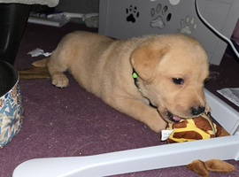 Labrador puppies