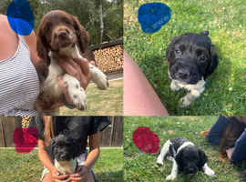 Springer Spaniel Puppies ready to go