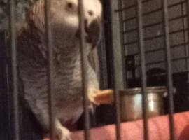 Female African grey parrott