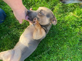Rare colour / Merle Jack Russell Pups ( Wenlock) DNA Health Clear Stud