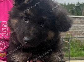 German Shepherd pups