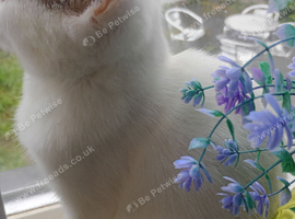 Cute female kitten for sale