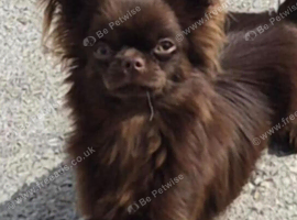Have one beautiful only little girl available