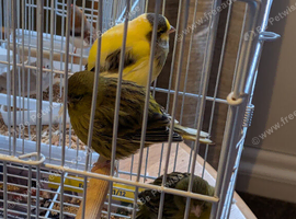 3 canaries