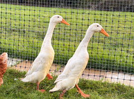White Runner drakes
