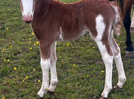 Who wants to stand out!!! Welsh A Colt