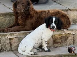 Lola is nine month old she has got a lovely temperament