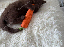 British shorthair