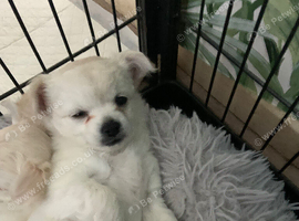 Chihuahua bitch
