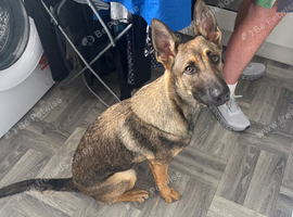 German shepherd female