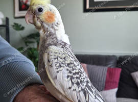 Hand reared cockatieal