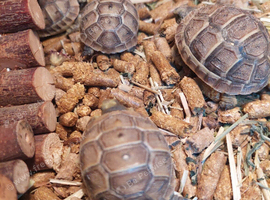 Med spur thigh hatchlings tortoises