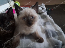 Male kitten for sale