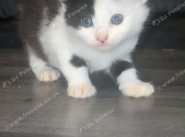 3 kittens for sale