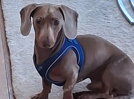 Dachshund STUD