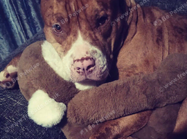 2 and half year old merle Staffordshire bully free to good home