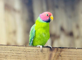 Plum headed parrot