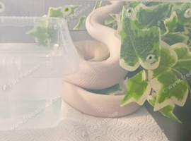 Beautiful high pied Male