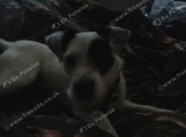 Boy jackrussl