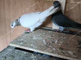 Hi I have some great bird for sale &pound;5 each