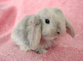 Baby mini lop rabbits for sale