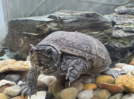 Adult Musk Turtle with Aquarium &ndash; Complete Setup looking for a new caring and responsible home.