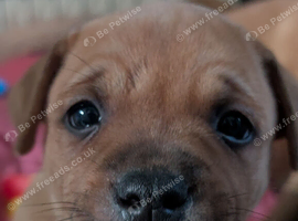 Red KC Staffordshire bull terriers