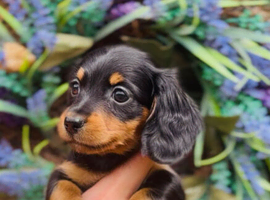 KC Longhair Dachshund Girl Available Now