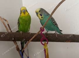 2 beautiful budgies