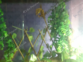 Two crested geckos with exo terra