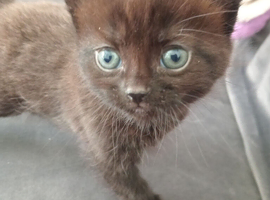 Two black female kittens