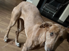 Lurcher