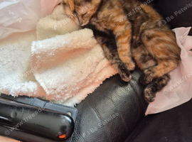 Female ginger brown and crea kitten