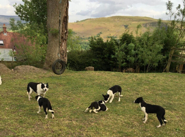Border collies