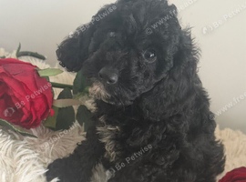 Beautiful Cockapoo puppies looking for loving homes! ️
