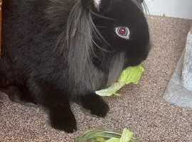 9 month old female bunny