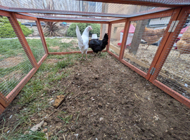 16 week point of lay hens