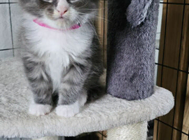 Pure Bread Maine Coon Kittens