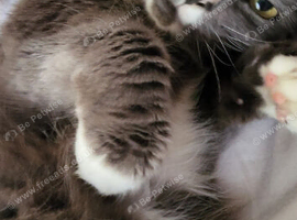 LOOKING FOR A MALE KITTEN