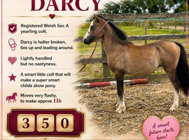 Welsh a yearling colt