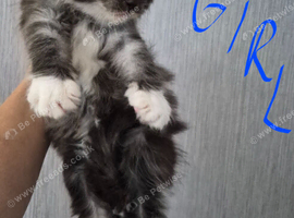 Beautiful Maine coon kitten girls