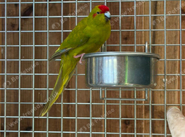 Kakariki parrot